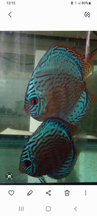 Мальки дискусов хорошего качества и формы по 100 000