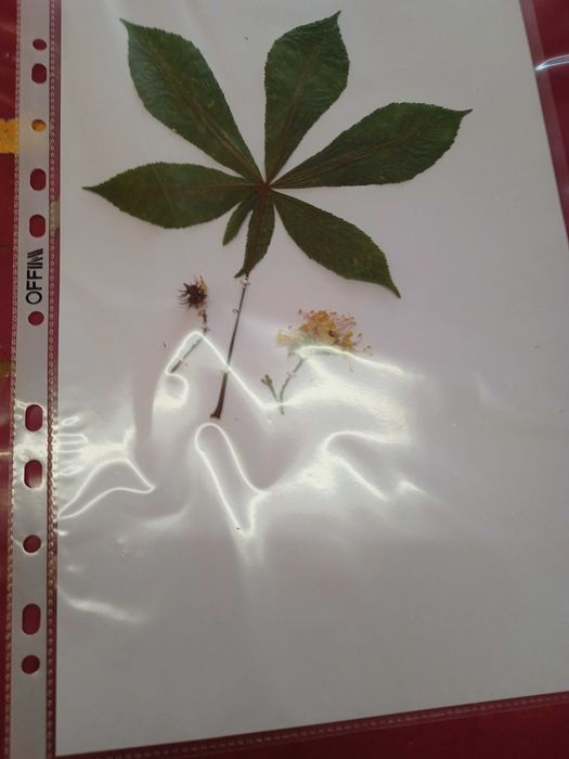 Хербарий ( за студенти и ученици)