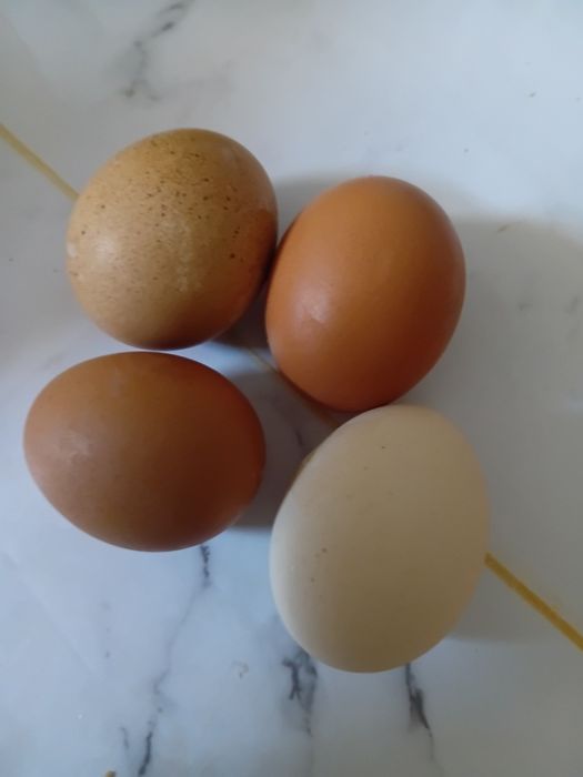 Инкубационное яйцо