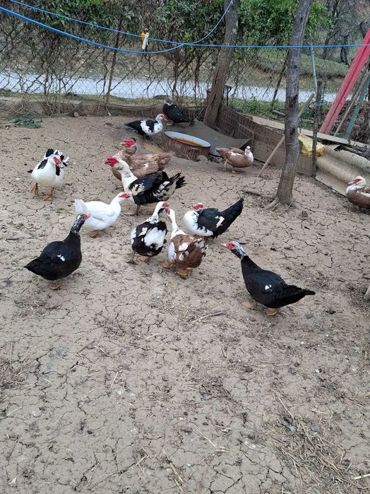 Rate mute de vânzare