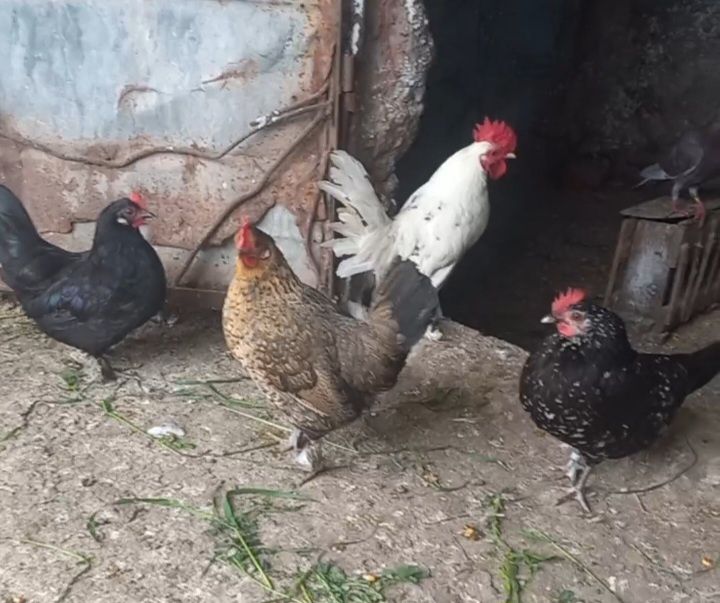 De vânzare găini pitici