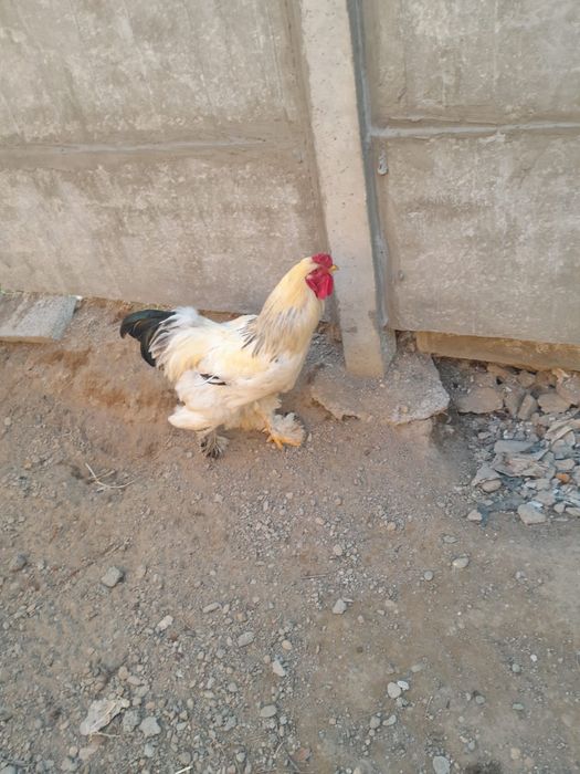 Брам питух чистокровный