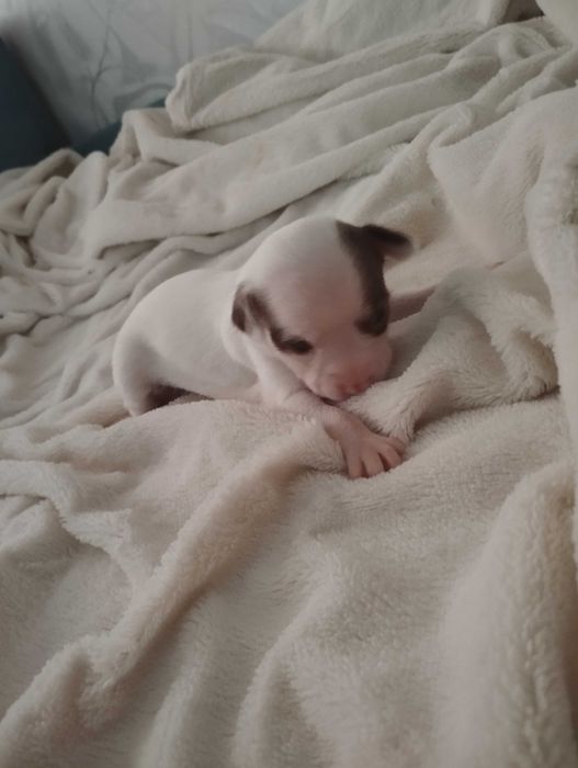 Чихуахуа щенки бронь