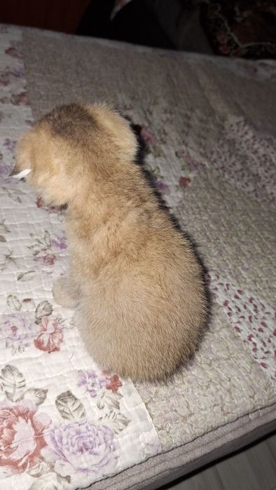 Котенок скоттиш фолд мальчик