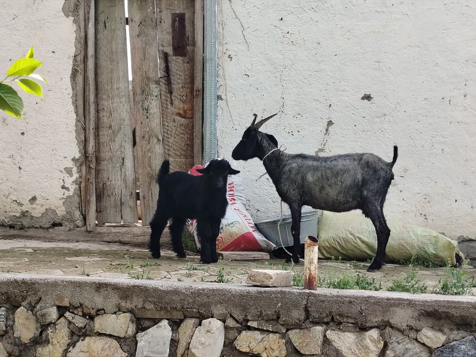 Ona bola echki sotiladi.