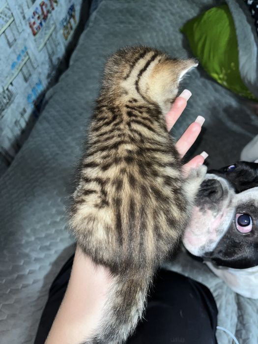 Котята мальчики отдам добрые руки