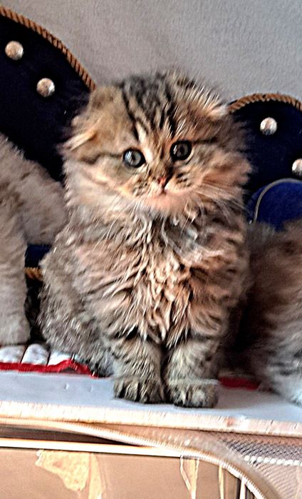 Шотландские котята  Шиншилы