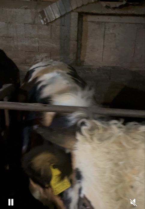 Продам Быков в круг 10 голов