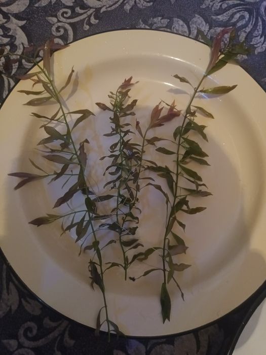 Аквариумные растения