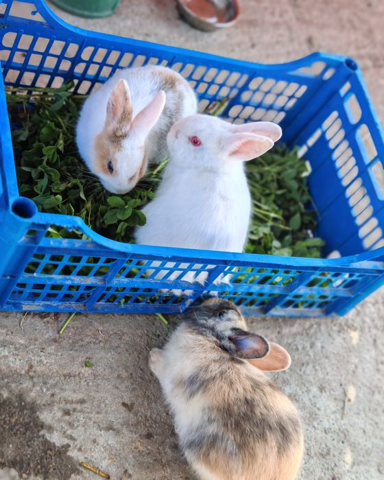 Vând iepurași, aproximativ 2 luni