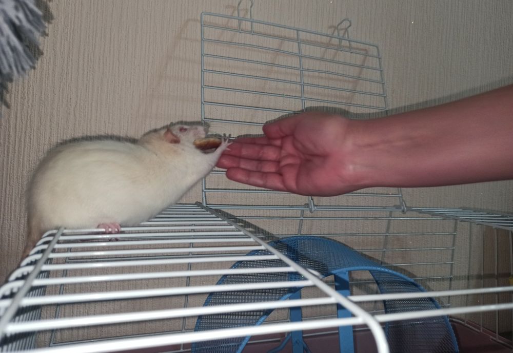 Продам крысу в хорошие руки