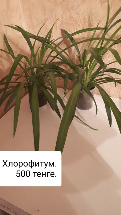 Домашние растения.