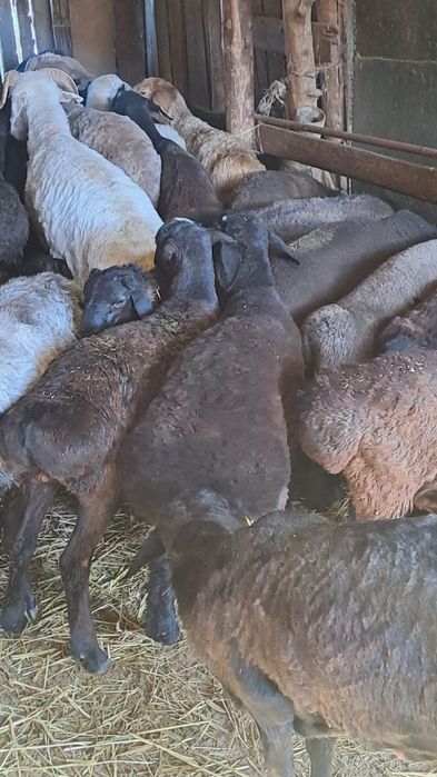 Токты   бар   Семиз