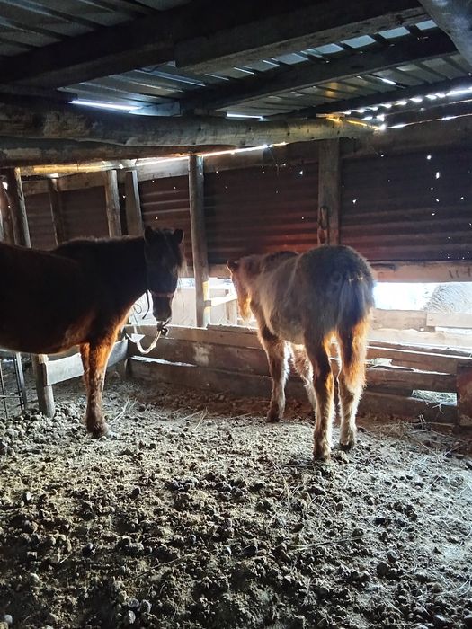 Продам тай жеребчик