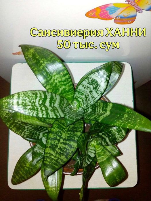 Комнатные цветы .