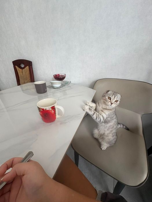 Котенок вислоухий шотландец