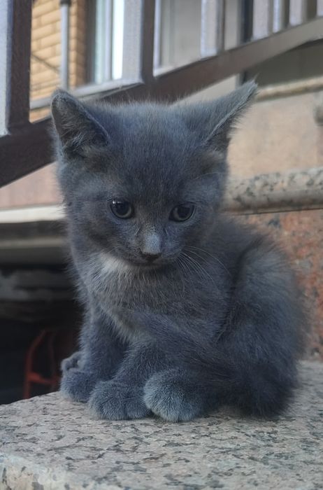 Отдаём котят в хорошие руки