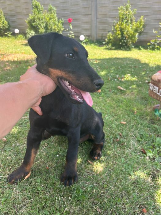 Mascul Jagdterrier