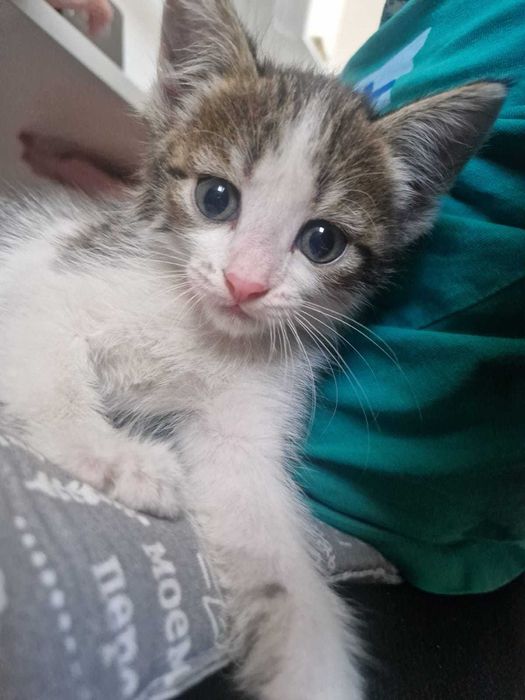 Котенок-девочка в ответственные и добрые руки, бесплатно