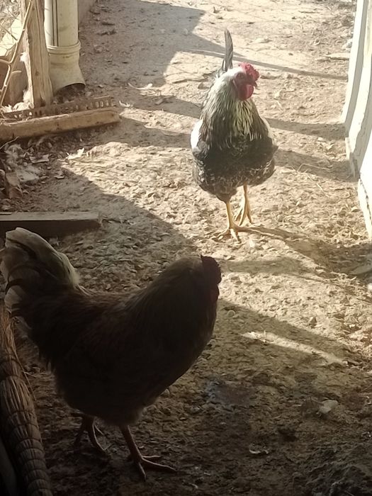 Қораз сатылады 3шт