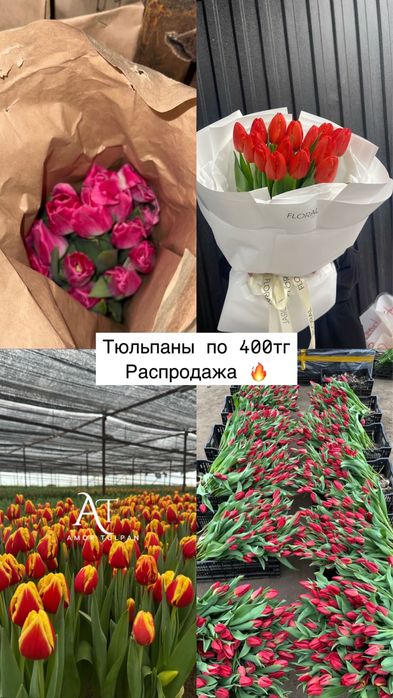 тюльпаны в розницу