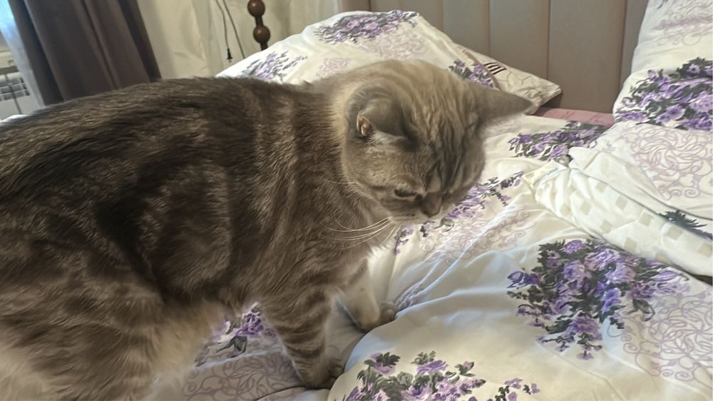 Отдам в хорошие руки кошечку