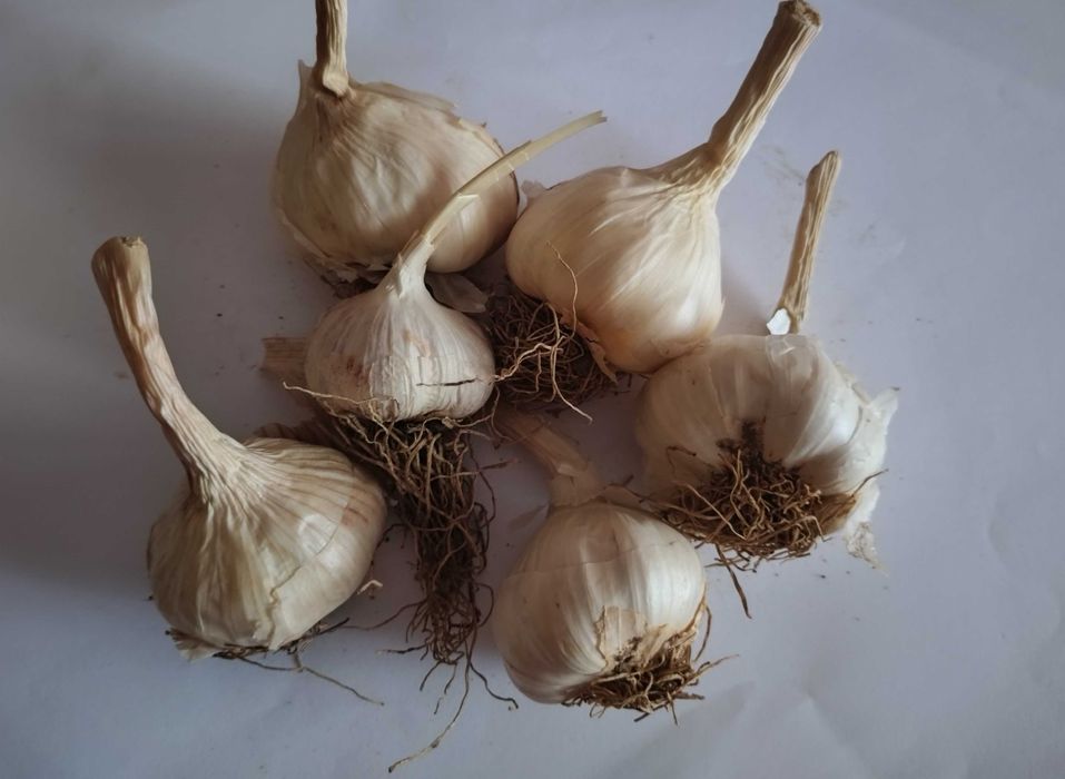 VÂNZARE USTUROI DE VARĂ - producție proprie!