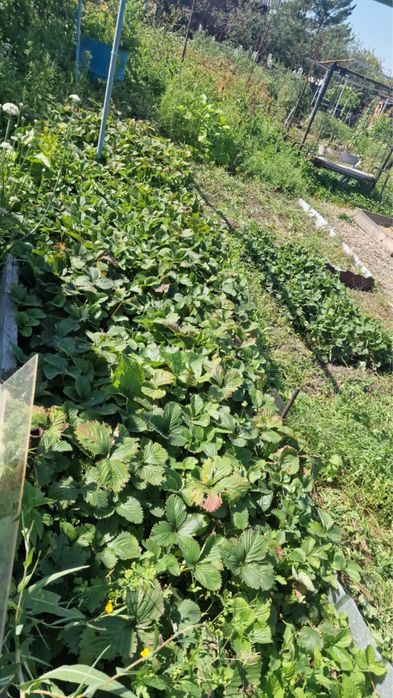 Продам Дача за Чечеком ,район Самсоновки
