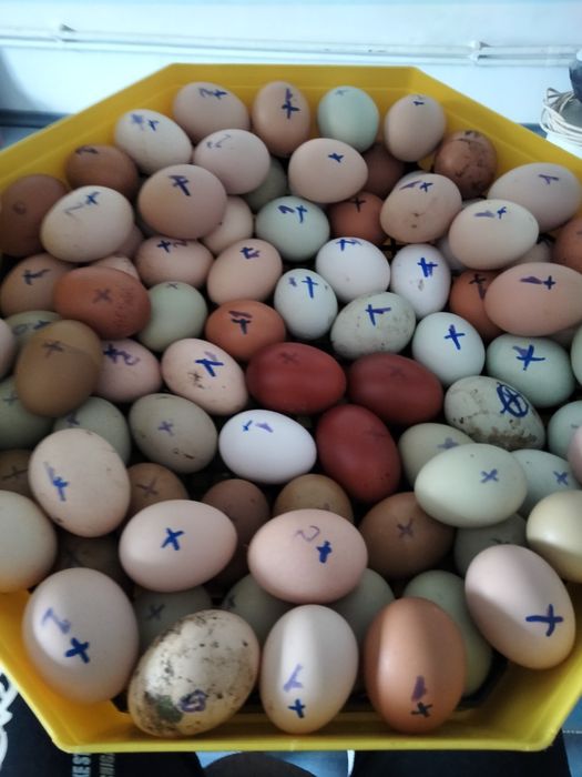 Pui de vânzare din 5 rase