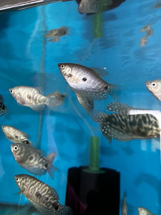 Аквариумные рыбки