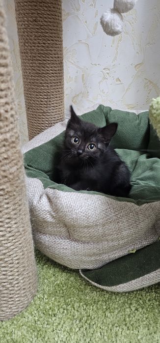 Котёнок мальчик в добрые руки, срочно