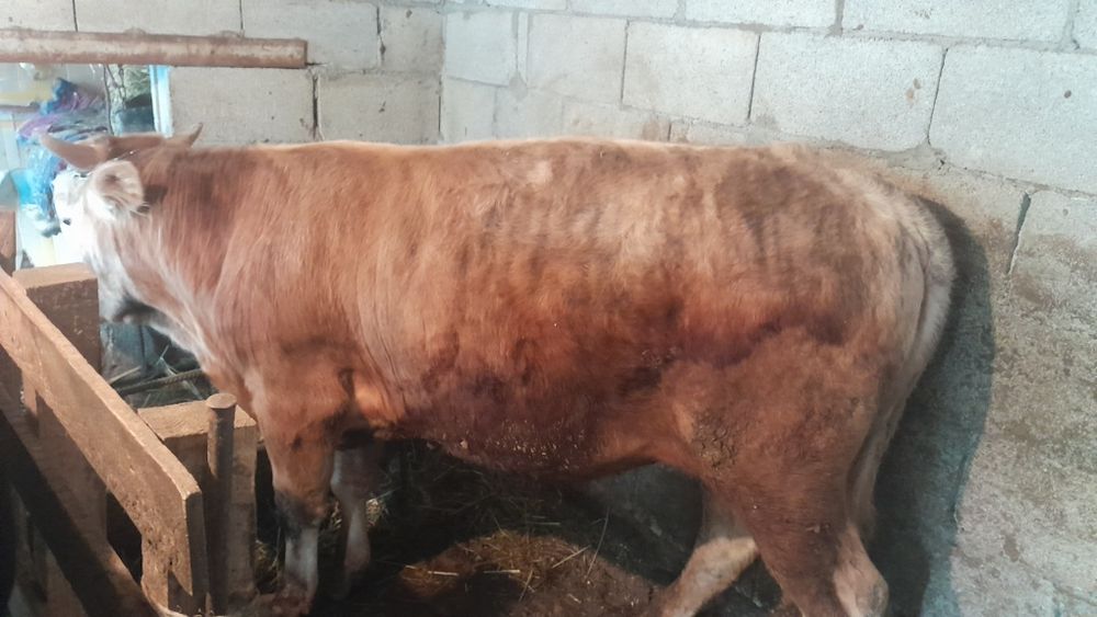 Продам Бычка 1.5 года