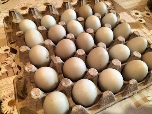 Ouă de Găină de Țara de Vânzare
