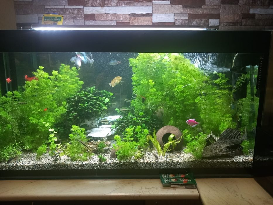 Acvariu+pesti+plante