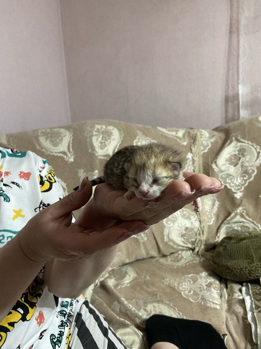 Отдам котят в добрые руки