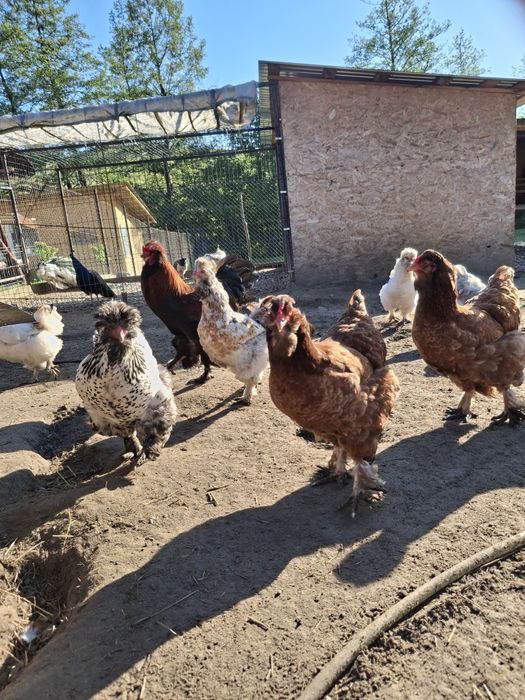 Oua incubat  motate și oua verzi