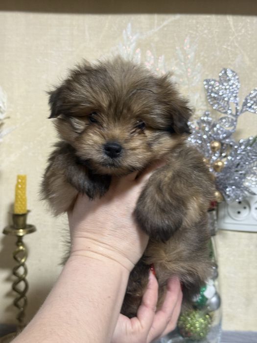 Продаются щенки.