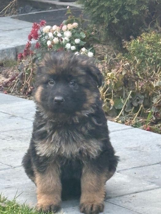 Pui Ciobanesc German