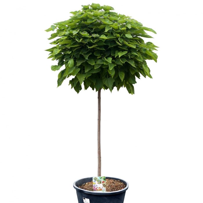 Catalpa Globulară la Ghiveci