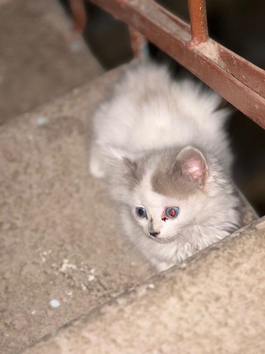 Котенок (девочка)