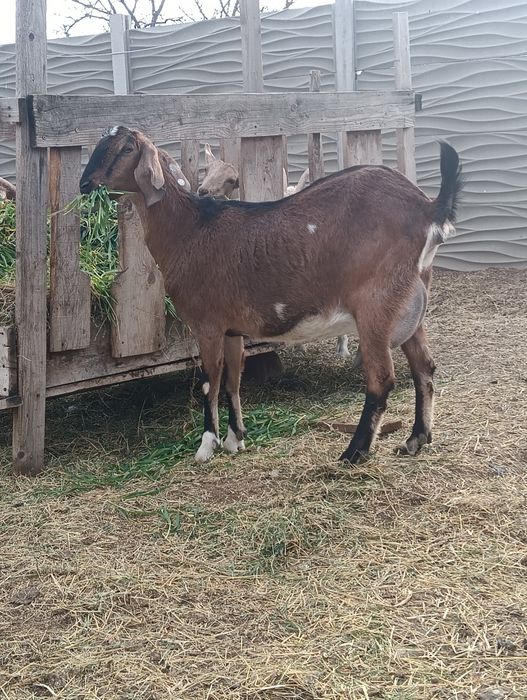 Vând capră anglonubiana