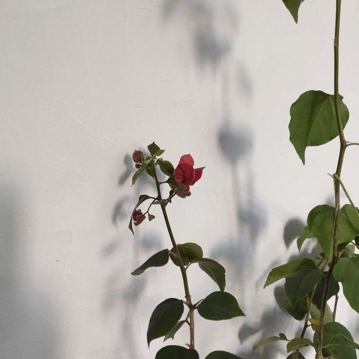 Бугенвиллия два куста в горшке