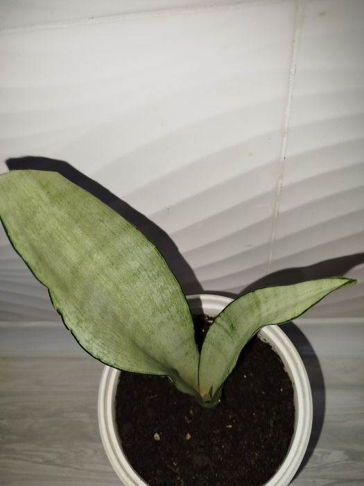 Sansiveriya mun shayn