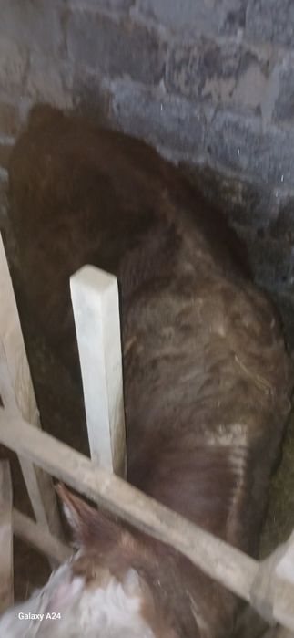 Бұқа сатамын,1.5 жасар