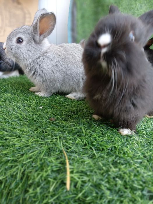 Flandr Quyon bolalari velikan zotdor