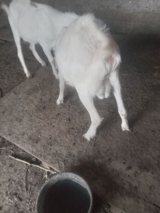 Продам 2 козлов камолых