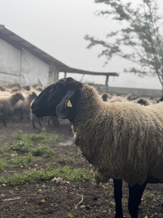 --Vand oi Țigaie---