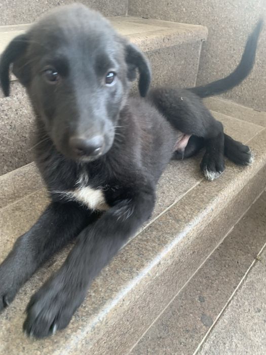 Отдам Щенка лабрадор