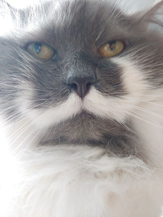 Подарявам котка