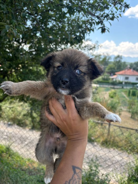 Подарявам кученца